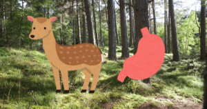 ジビエ素人調理　シカの胃袋をトマト煮込みにして食べてみた