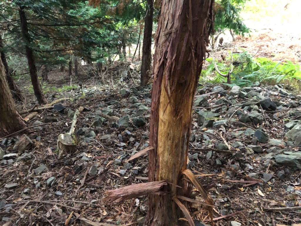 クマハギ