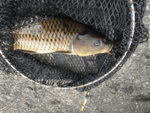 釣り堀レビュー　初心者でも安心。市ヶ谷フィッシュセンターを体験